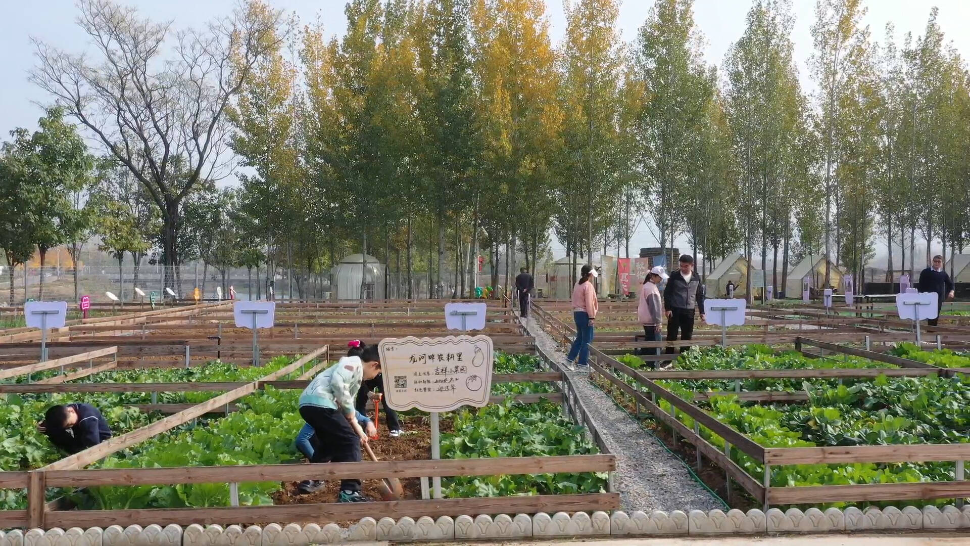 从“闲置地”到“欢乐园” 枣庄山亭西集共享菜园绘就和美乡村新画卷