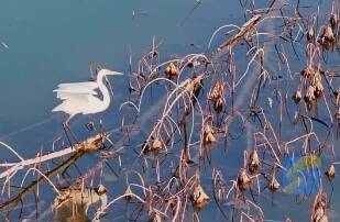 珍稀候鸟东平湖组团越冬