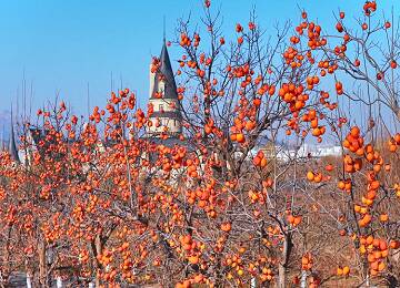 烟台黄渤海新区：初冬美景入画来