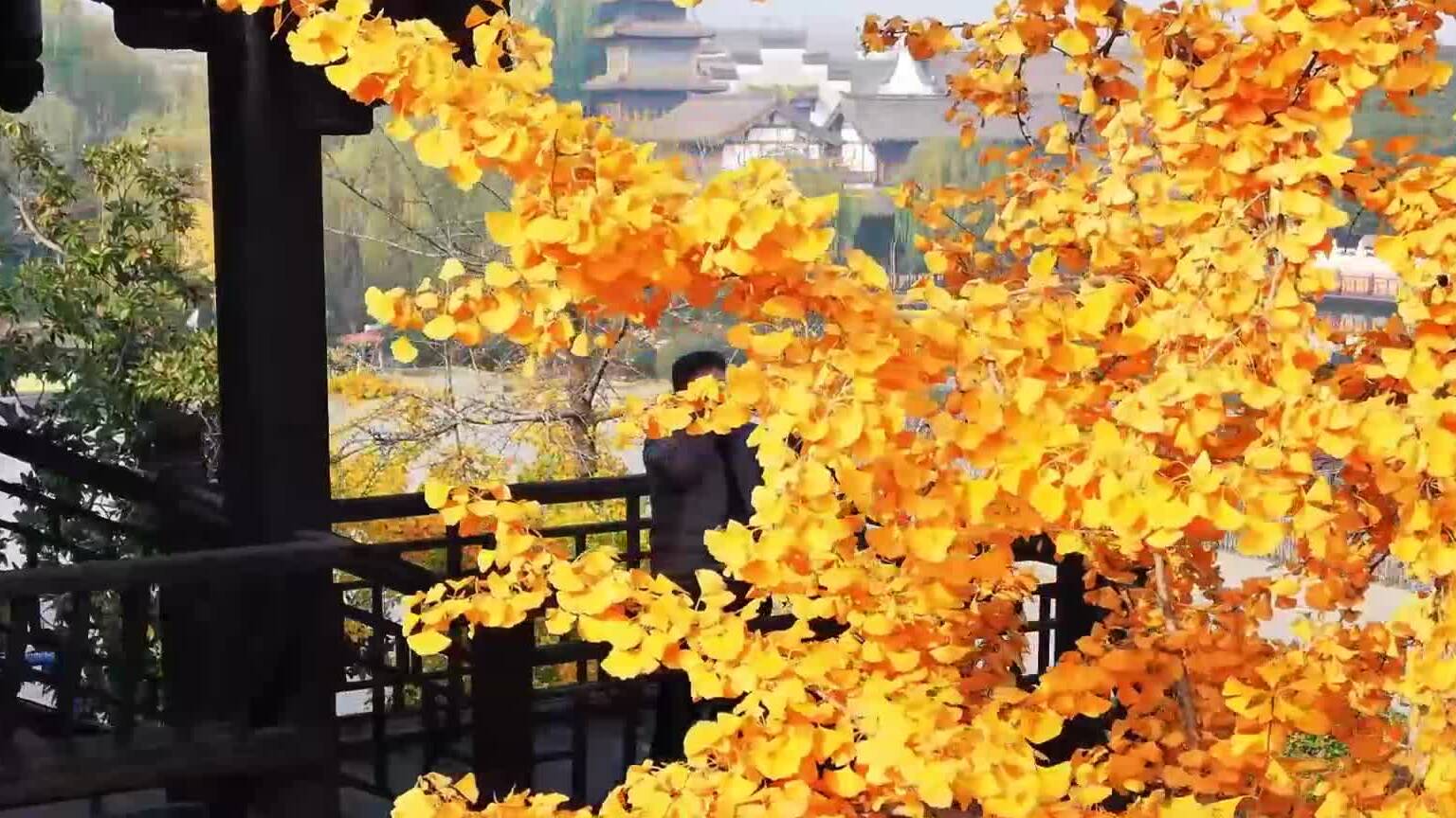 银杏缀古檐 枫叶染古城