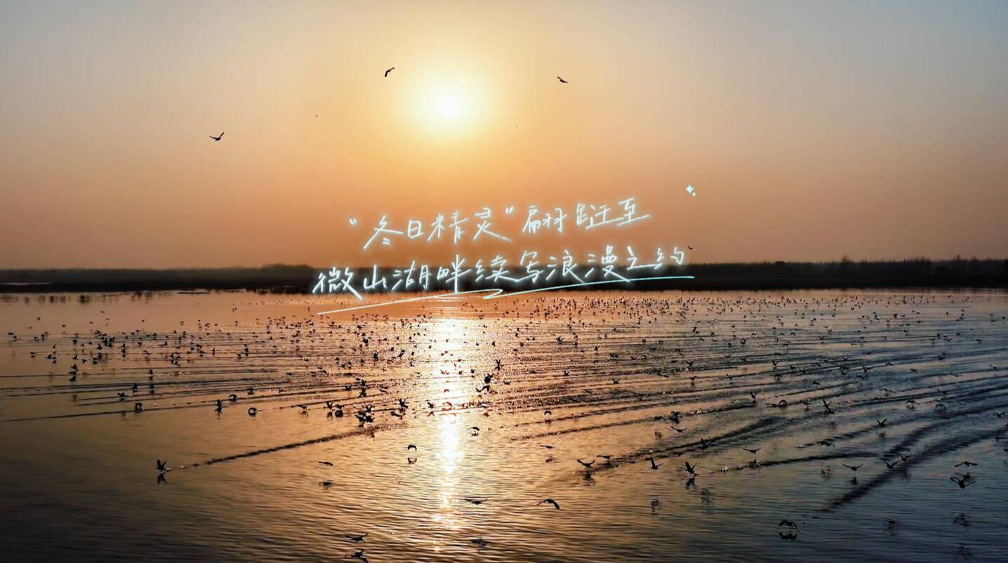 “冬日精灵”翩跹至 微山湖畔续写浪漫之约