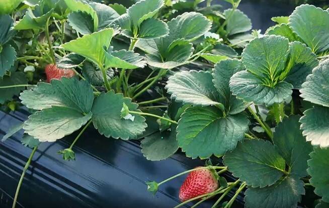 枣庄台儿庄大棚草莓抢“鲜”上市