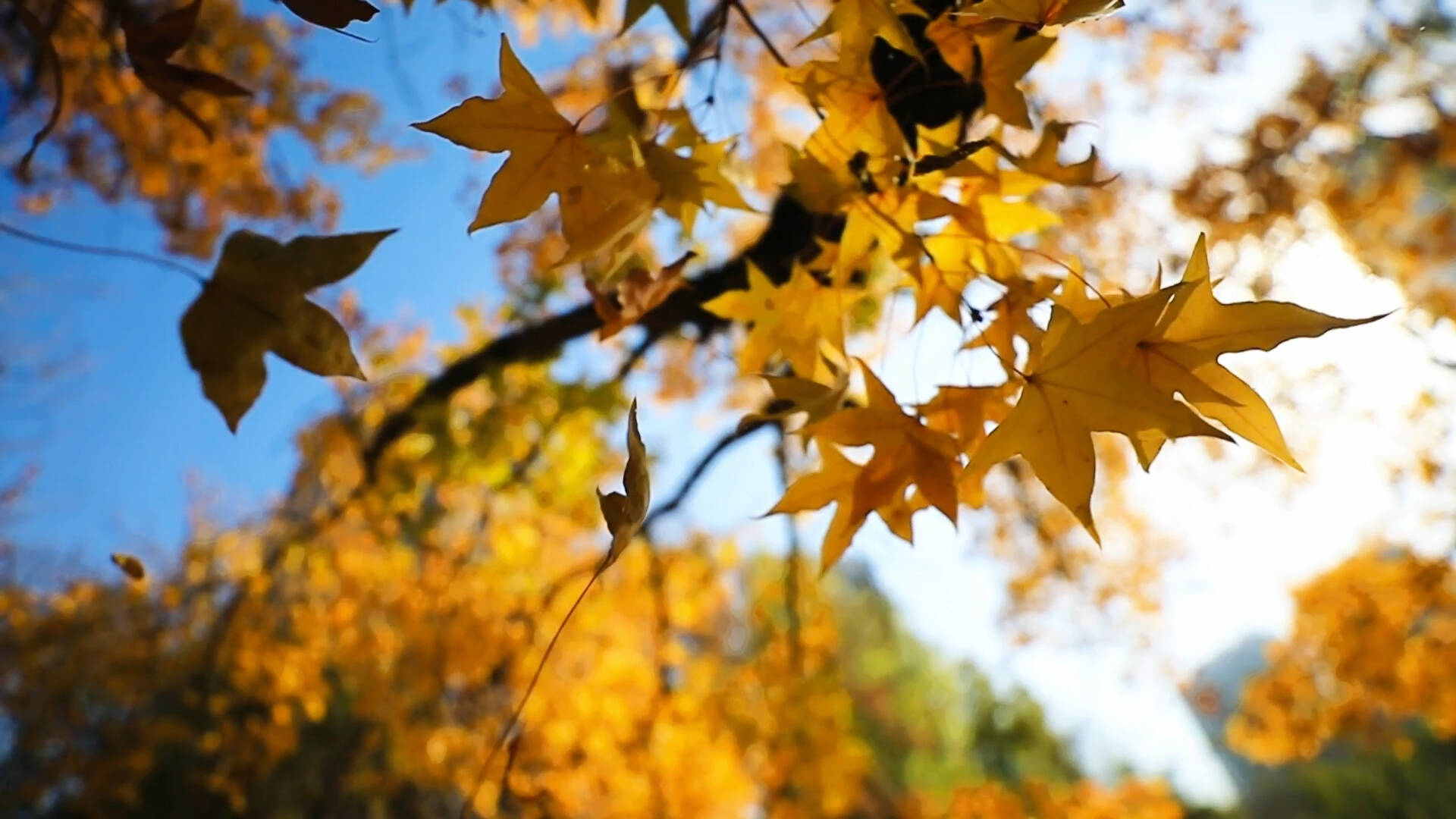 金红裹枝果缀梢 枣庄凤鸣公园初冬层林尽染入画来