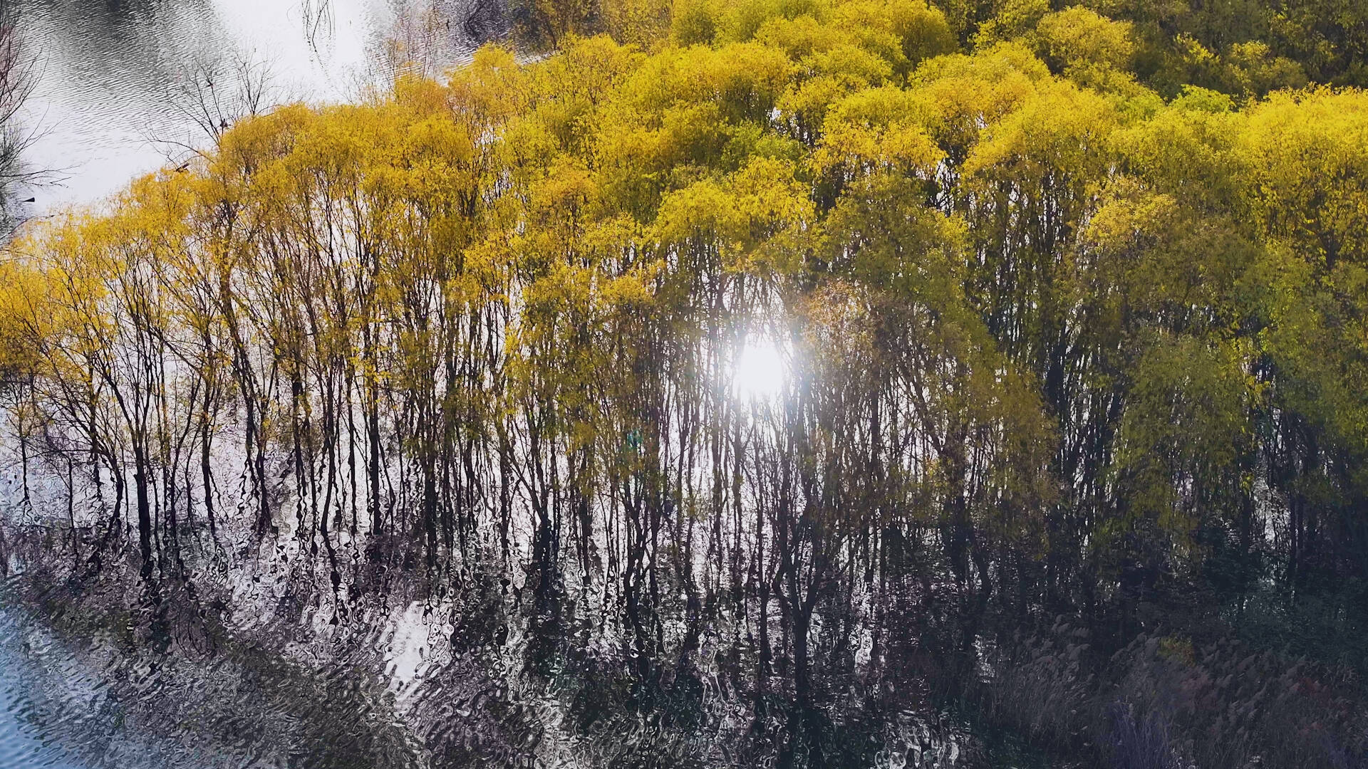 4K瞰山东丨枣庄黑峪水库柳树披“金甲” 一湖冬韵成诗画