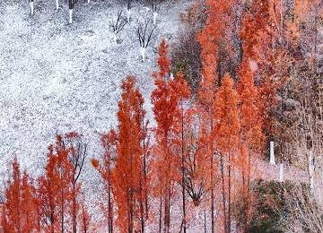 烟台今冬首场降雪翩然而至