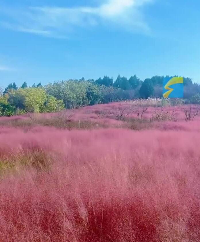 初冬枣庄龟山公园 粉黛染霜白沉静绘温柔