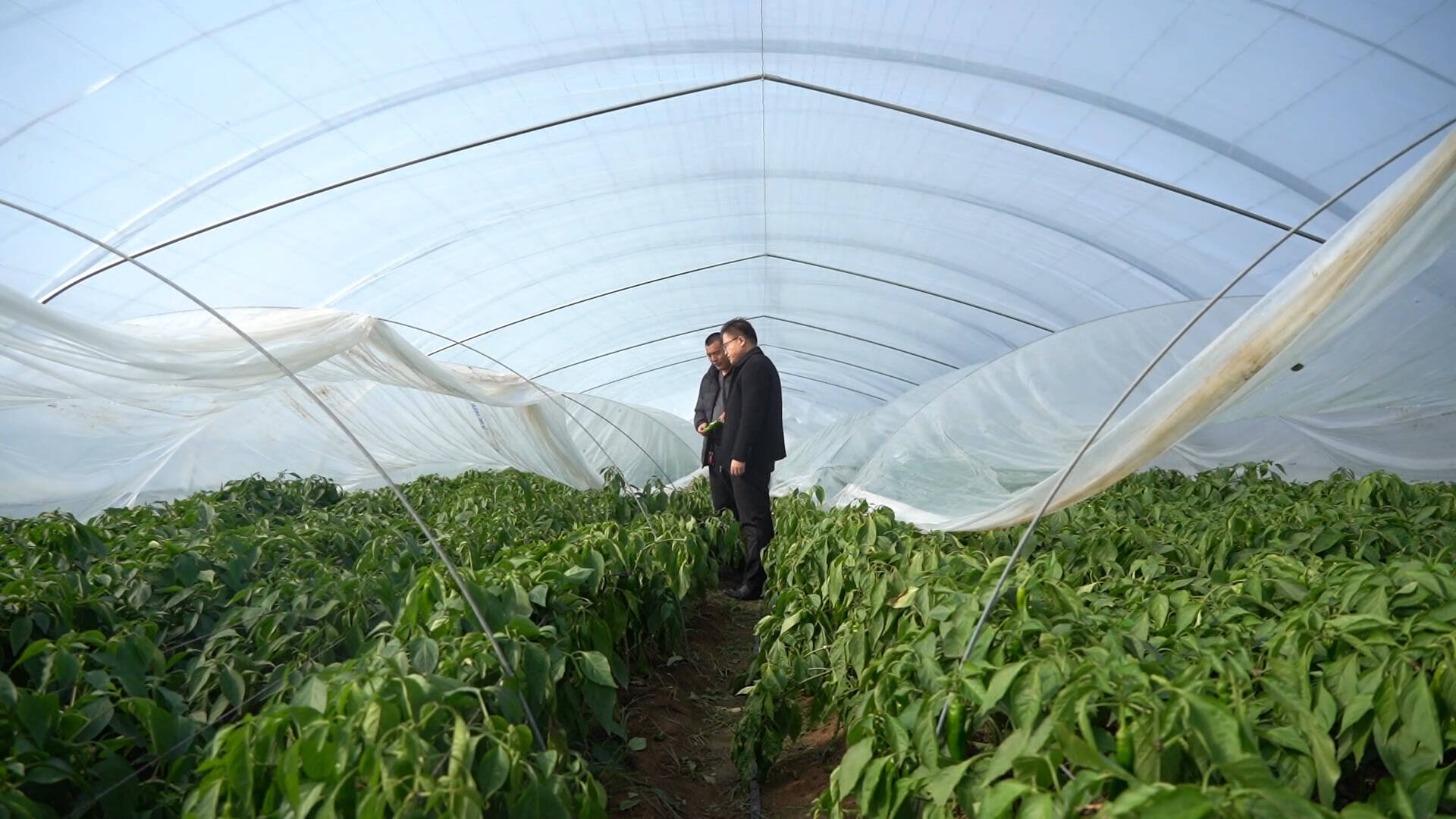 枣庄薛城农技专家一线支招 全力做好农业生产防寒防冻工作