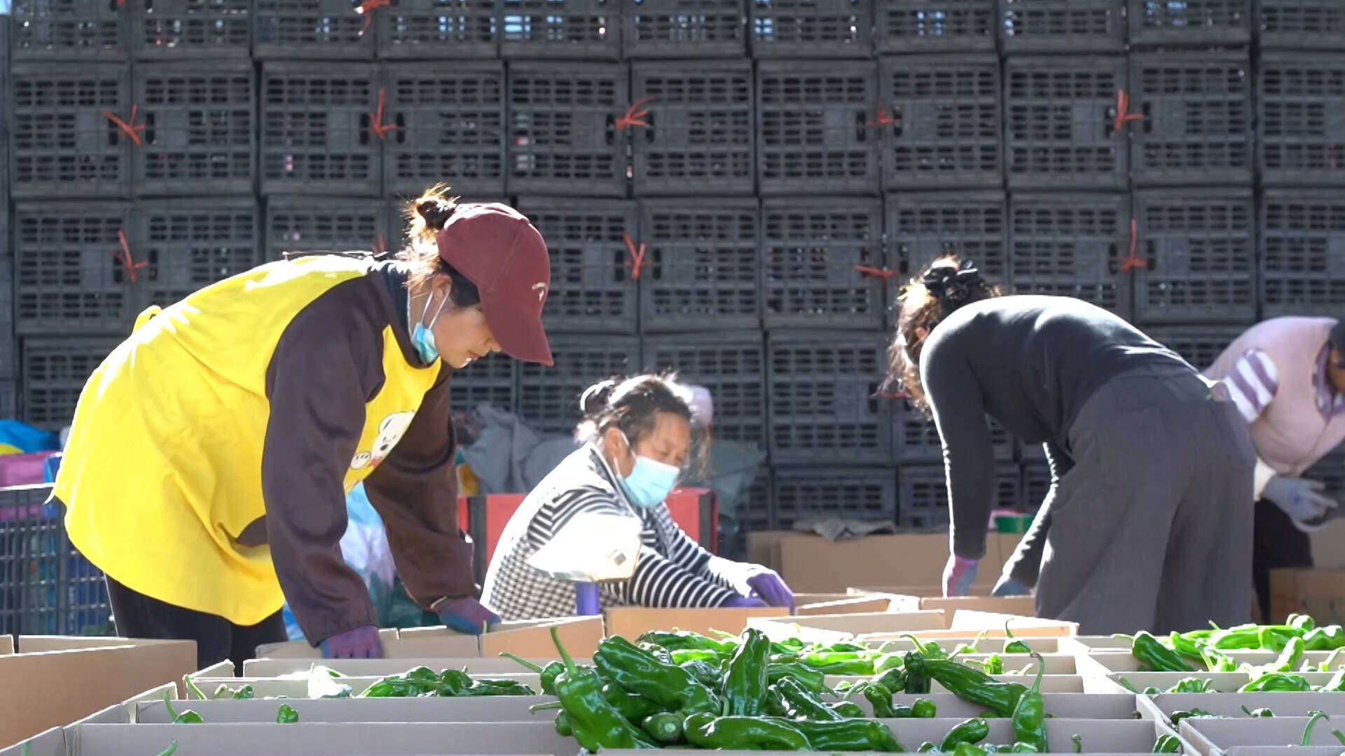 低温下的“热”市场 枣庄薛城日销20万斤辣椒稳供应