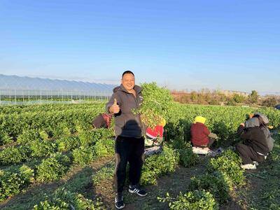 年产量已突破两万吨！青岛这里1500亩芹菜迎来收获季