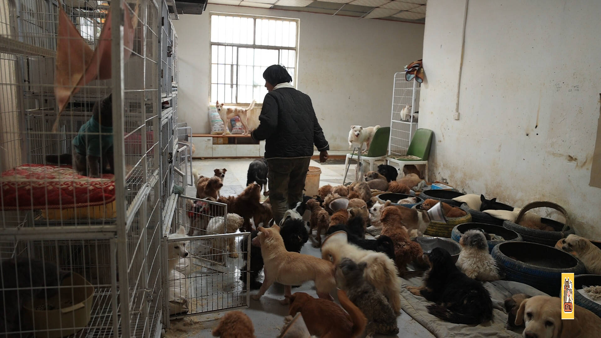 爪牙向上|庇护所——每只流浪动物都值得被守护