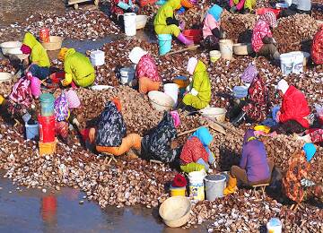 烟台黄渤海新区：八角渔港扇贝喜获丰收