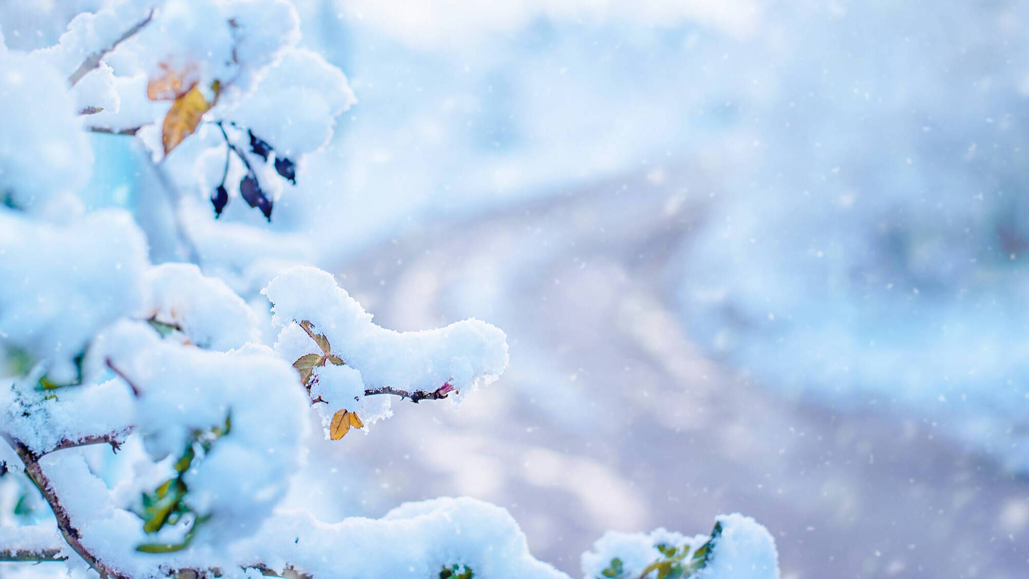 【二十四节气养生】大雪