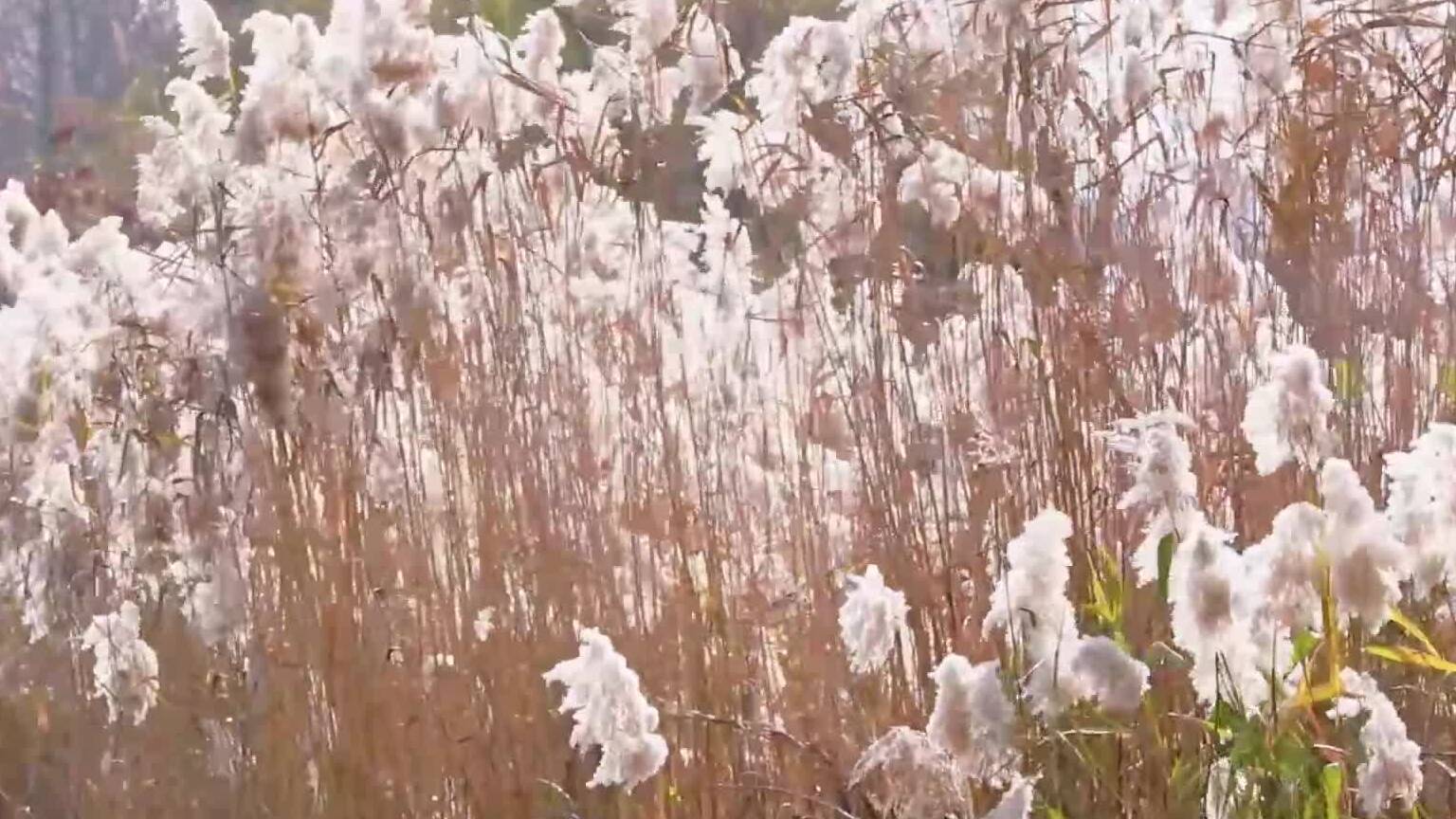 冬日台儿庄运河湿地 静谧斑斓韵悠长