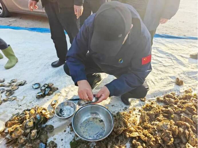 青岛西海岸新区首次试养的1万个珍珠母贝喜获丰收