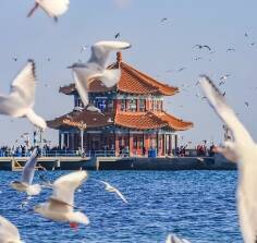 看候鸟、赏雪景、逛大集……在山东,冬天这样玩!