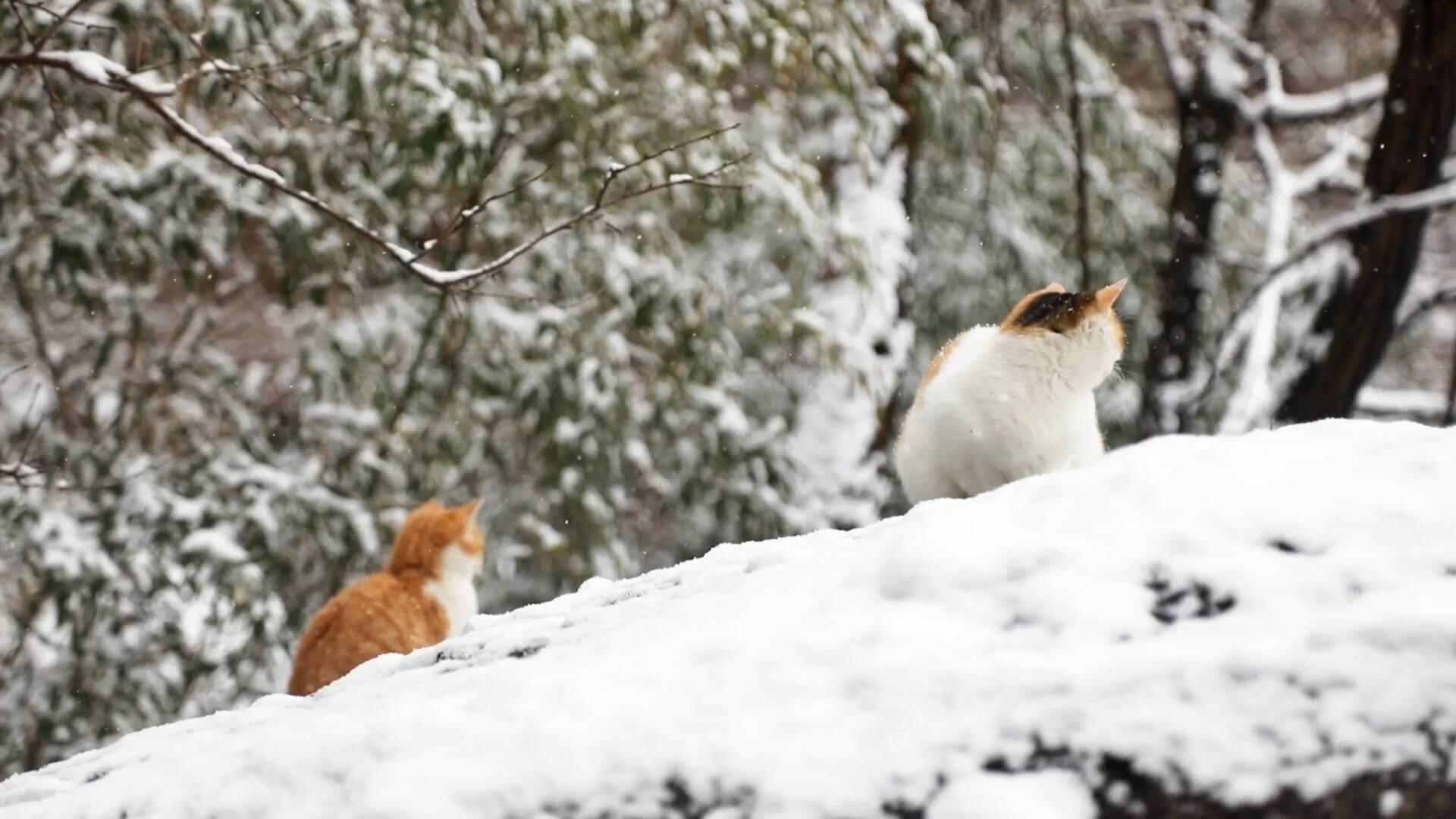 雾凇挂枝、雪盖漫山——青岛崂山雪景引人入胜