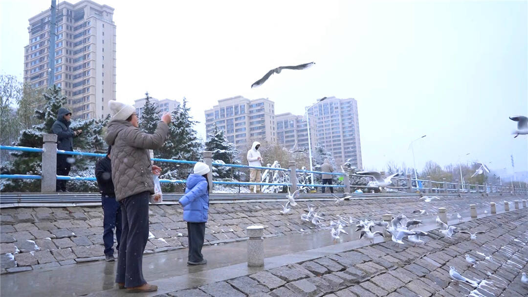 ​青岛：雪落胶州湾湿地 人鸥共舞绘就美丽画卷
