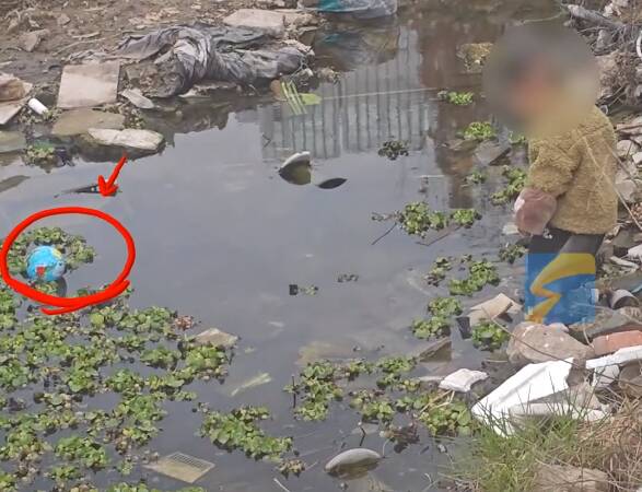 幼童捡球落水被女子一把救起