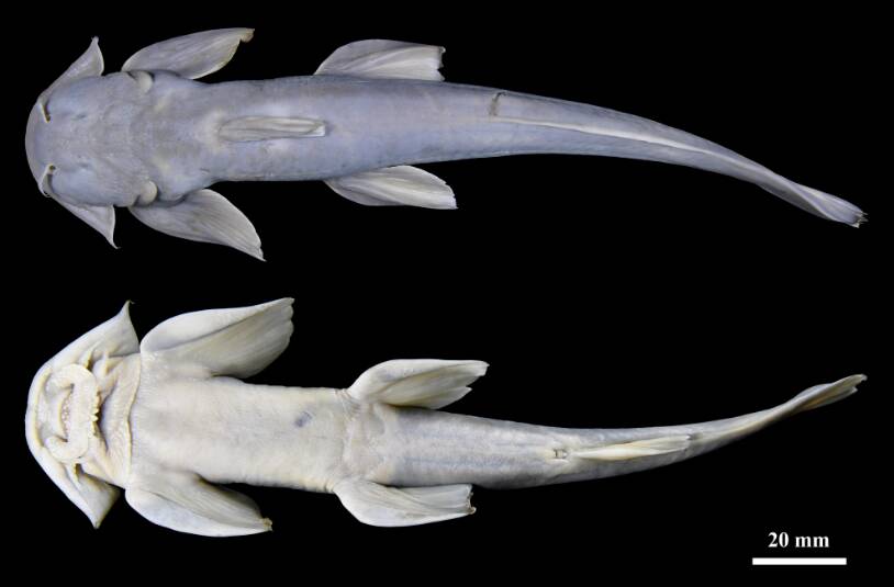 西藏发现鱼类新物种!枣院团队提供关键样本