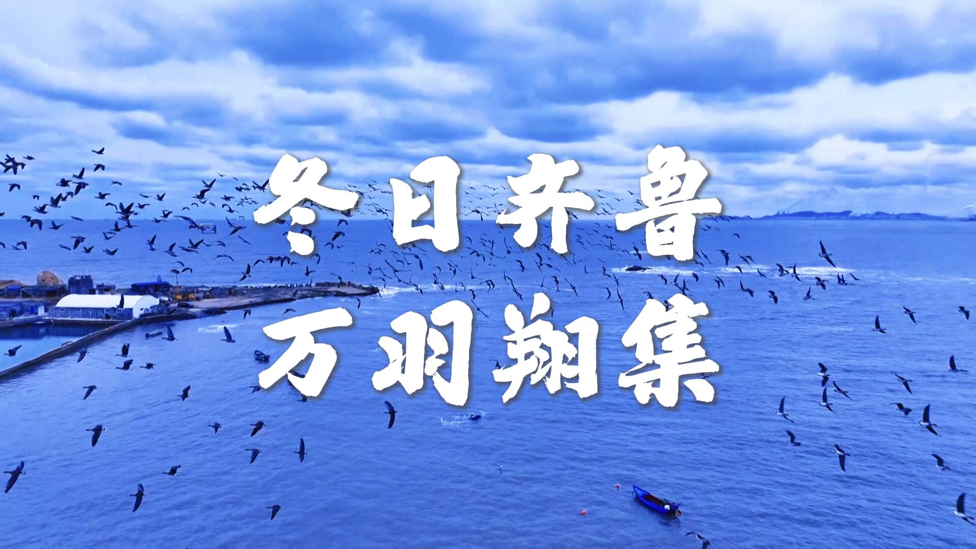 诗画山东｜冬日齐鲁 万羽翔集