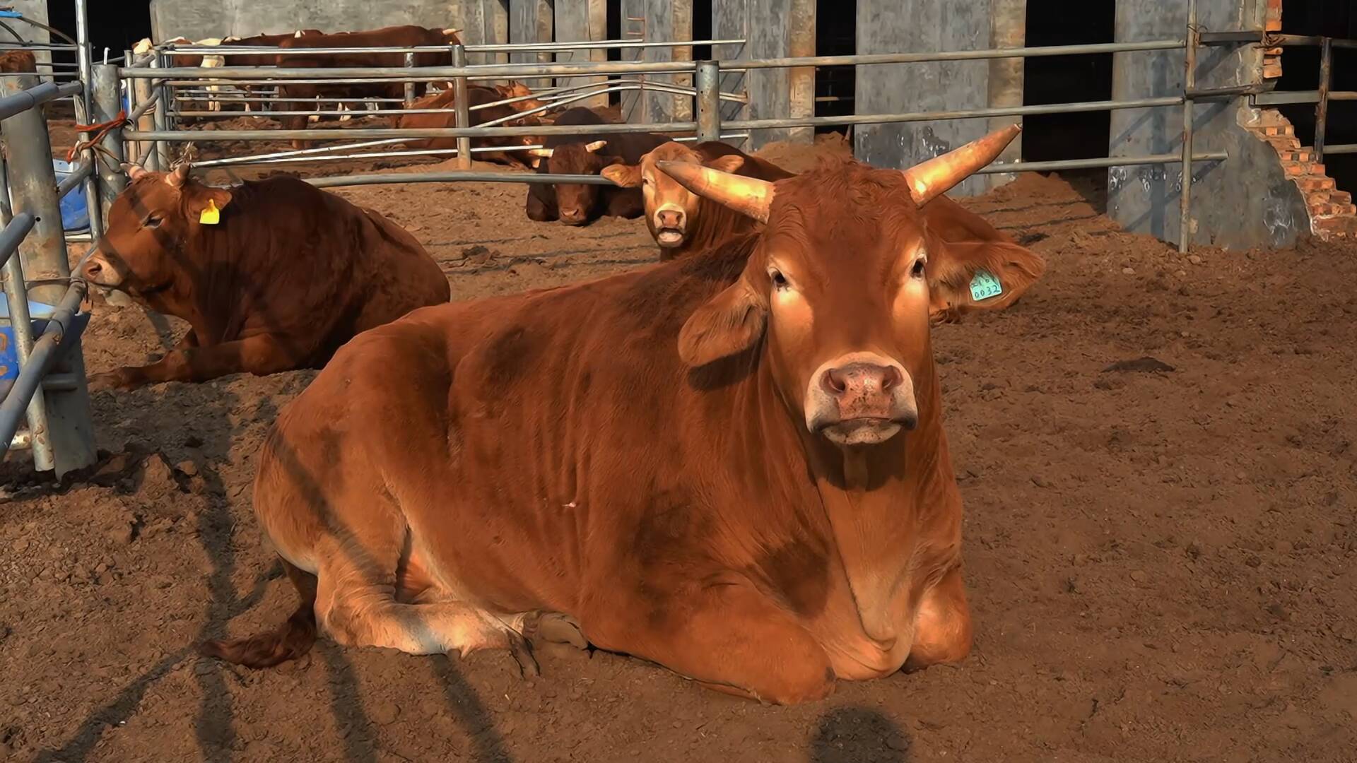 权威发布｜“十四五”以来，聊城绿色低碳转型迈出坚实步伐