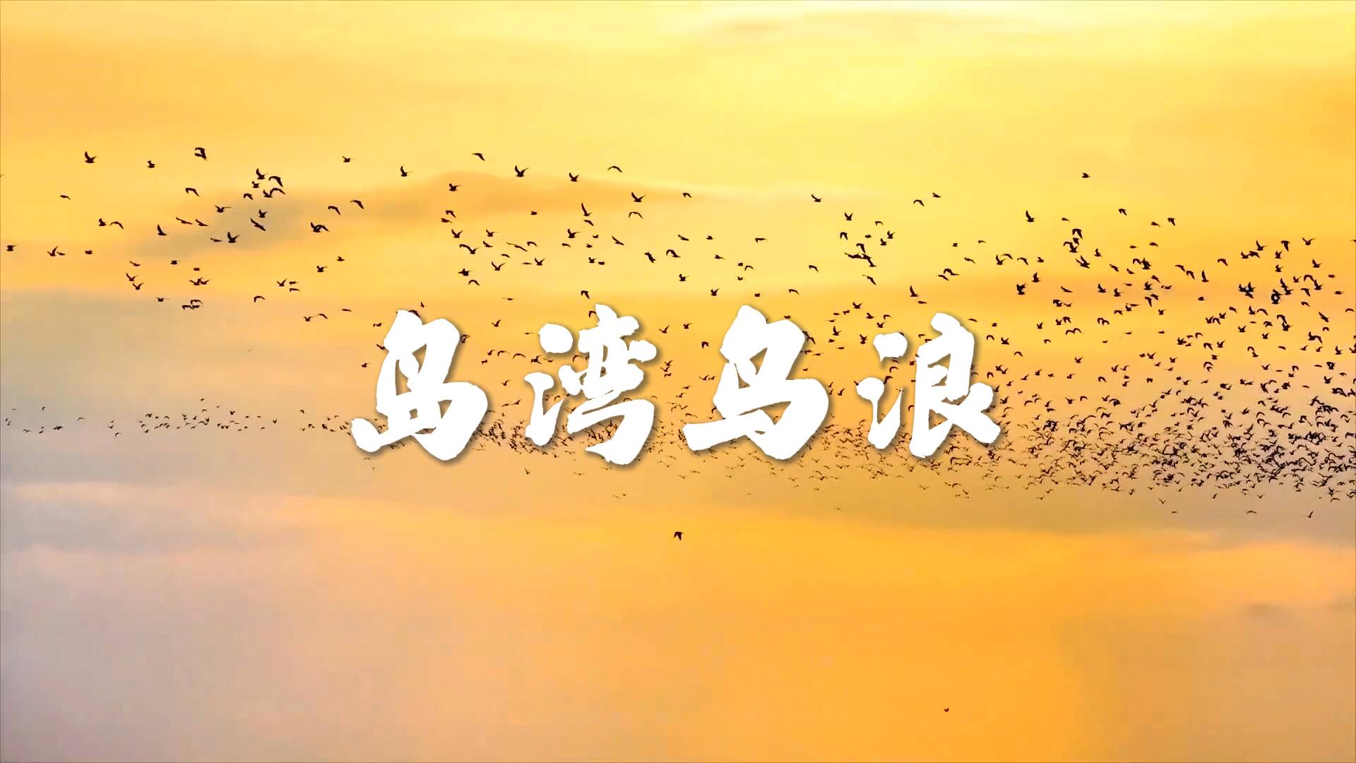 诗画山东｜岛湾鸟浪