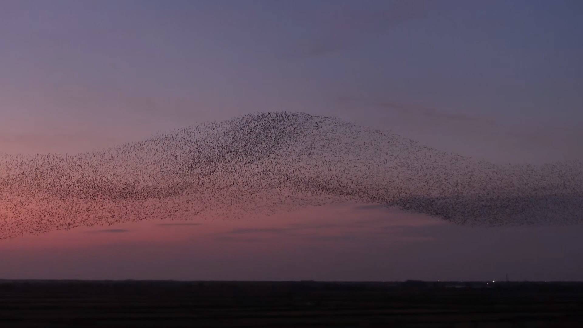 联播关键词|“观鸟经济”激发冬季消费新活力