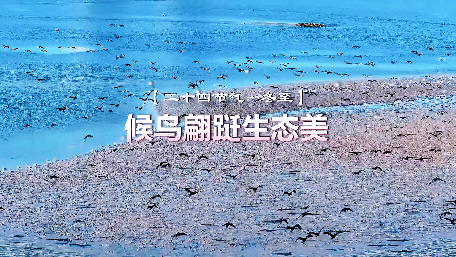 【二十四节气·冬至】候鸟翩跹生态美