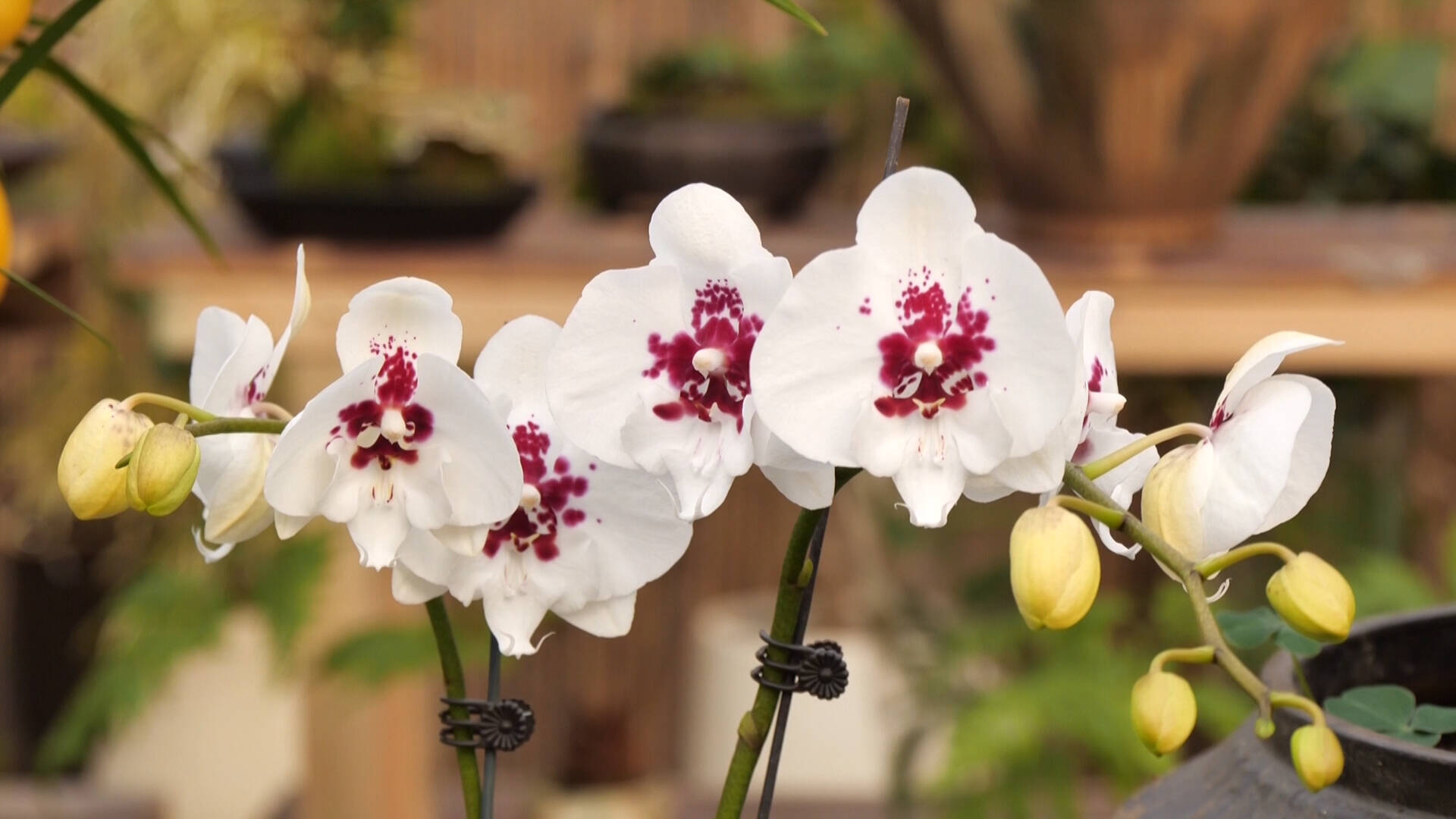 东营花市购销两旺传统花卉与定制花艺热销(图3)