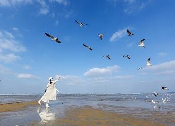 辛安河海滨海鸥成群 快来打卡“鸥”遇