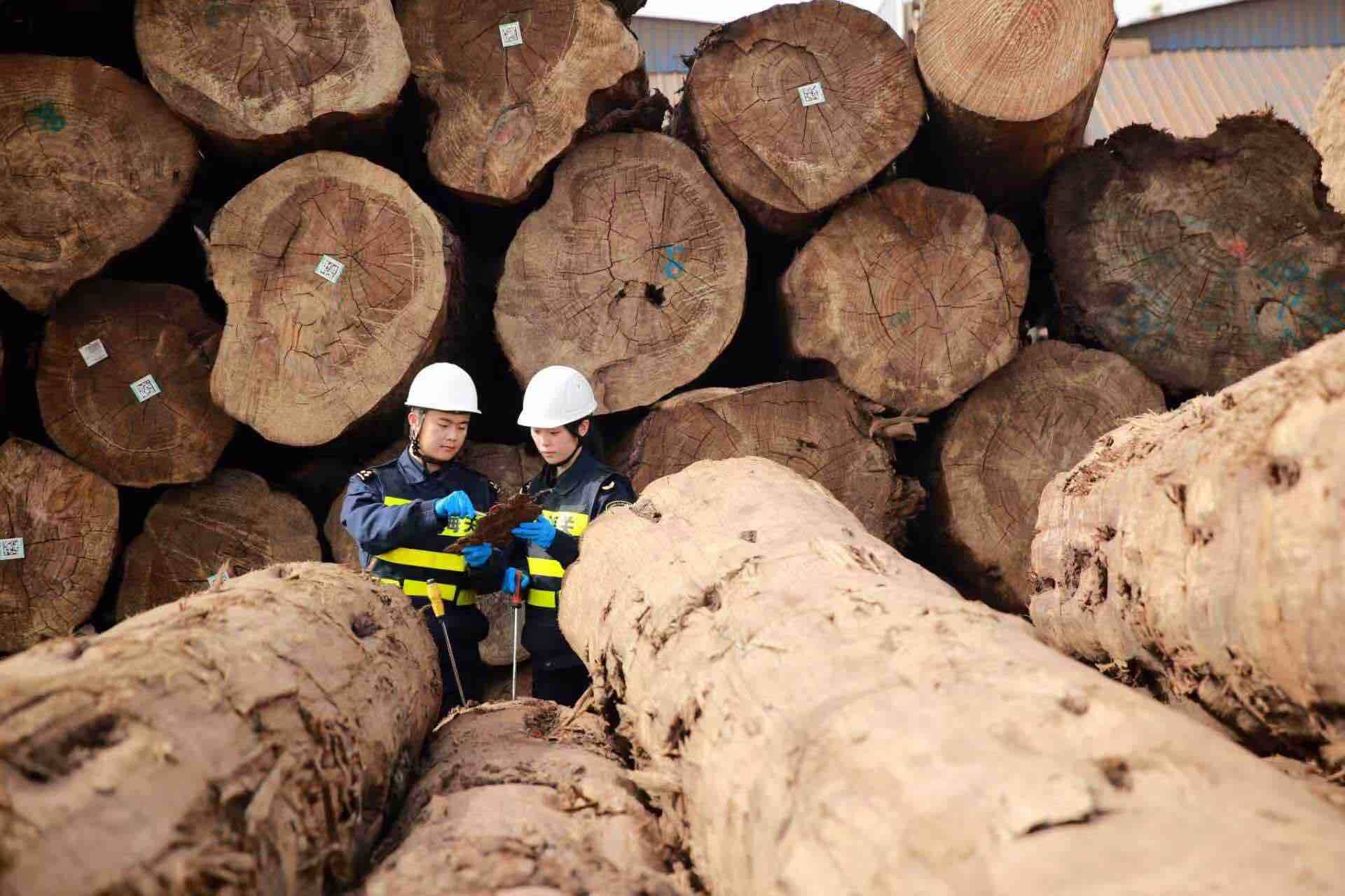 “过路木头”实现“产业扎根”