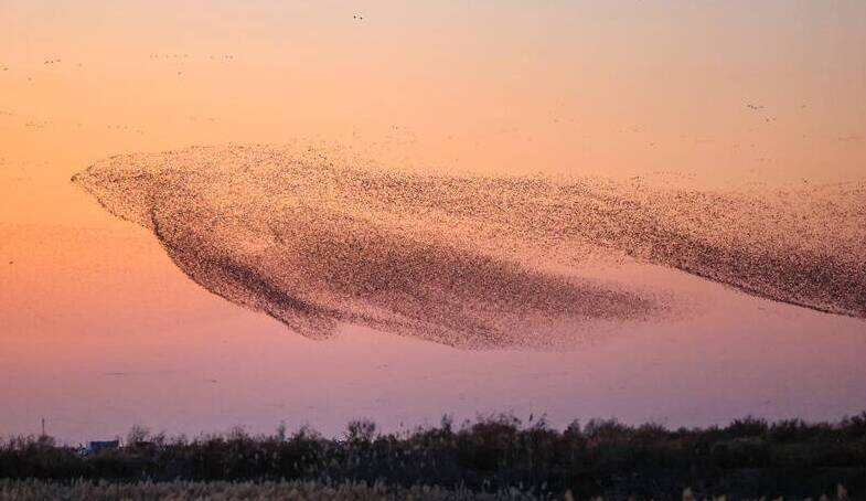 我是一只花脸鸭