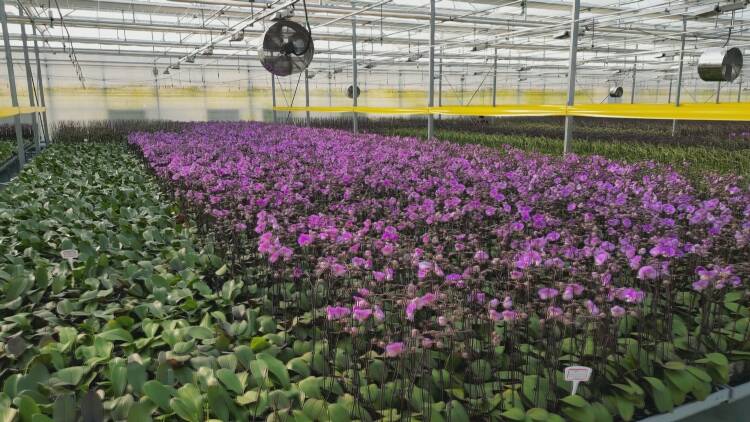 东营市东营区：花卉市场迎来销售旺季 蝴蝶兰走俏海外市场