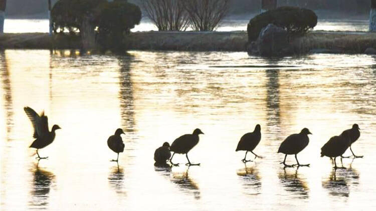 冬日紅蓮湖：暖金冰面 水鳥奏響晨曲