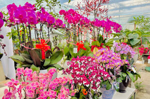 淄博：鄉(xiāng)村“花經(jīng)濟” “冬忙”消費旺