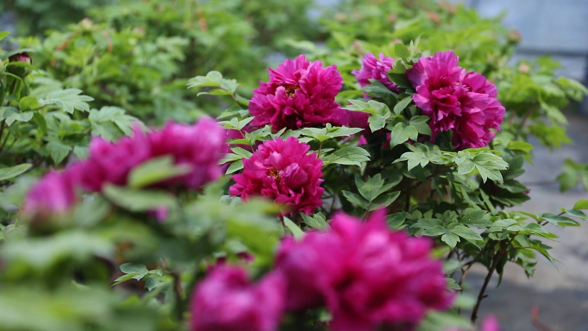 菏泽首批催花牡丹上市 60万盆催花牡丹供应元旦春节市场