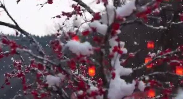 冬游齐鲁 欢乐贺年丨淄博：红叶柿岩“白+黑”新玩法带来假期新体验