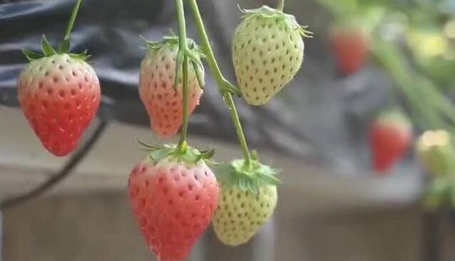 沂源:全流程提质“上分” 让小草莓“闯”出大市场