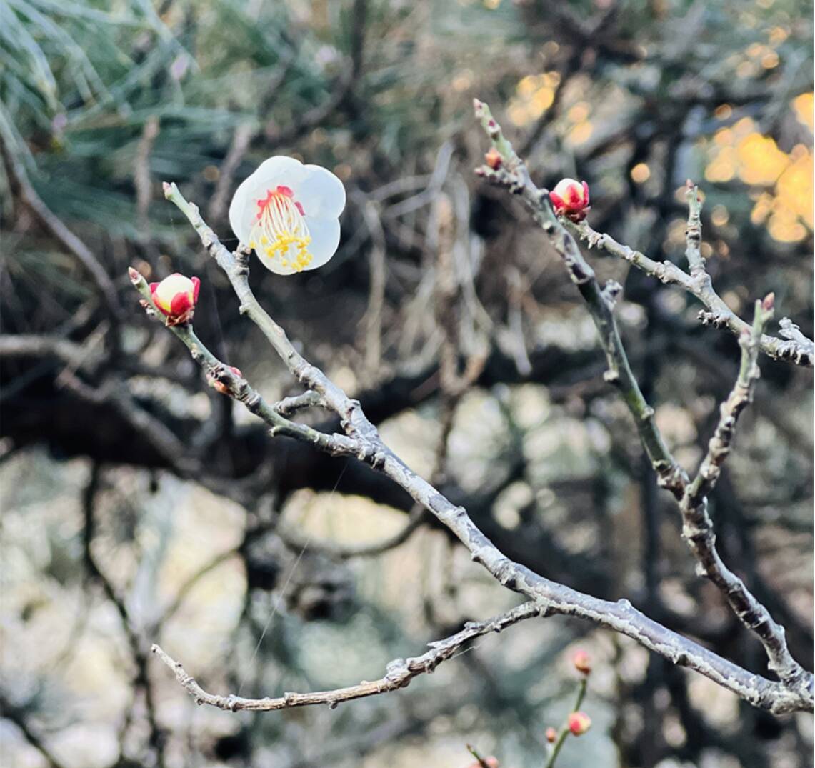 冬日泰山彩石溪 梅花初绽迎寒吐芳