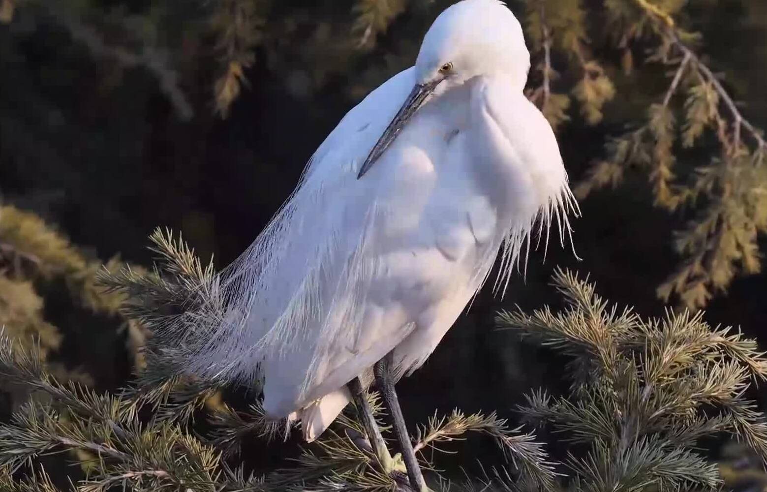 枣庄台儿庄古运河畔 素鹭闲栖玉树枝