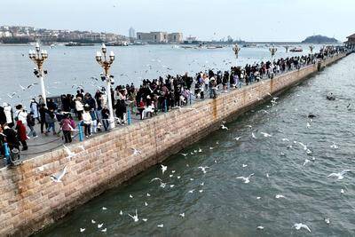 首创“场景化”服务新模式！青岛文旅“服务专员”推动“企事有解”落地见效
