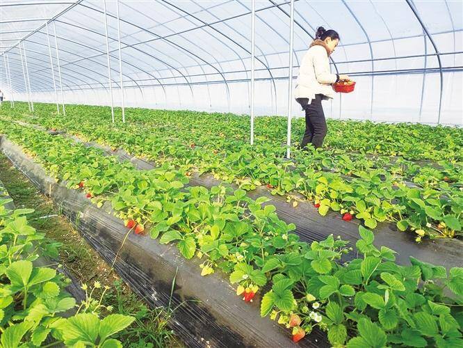 淄博:冬游采摘正当时 特色农业助增收