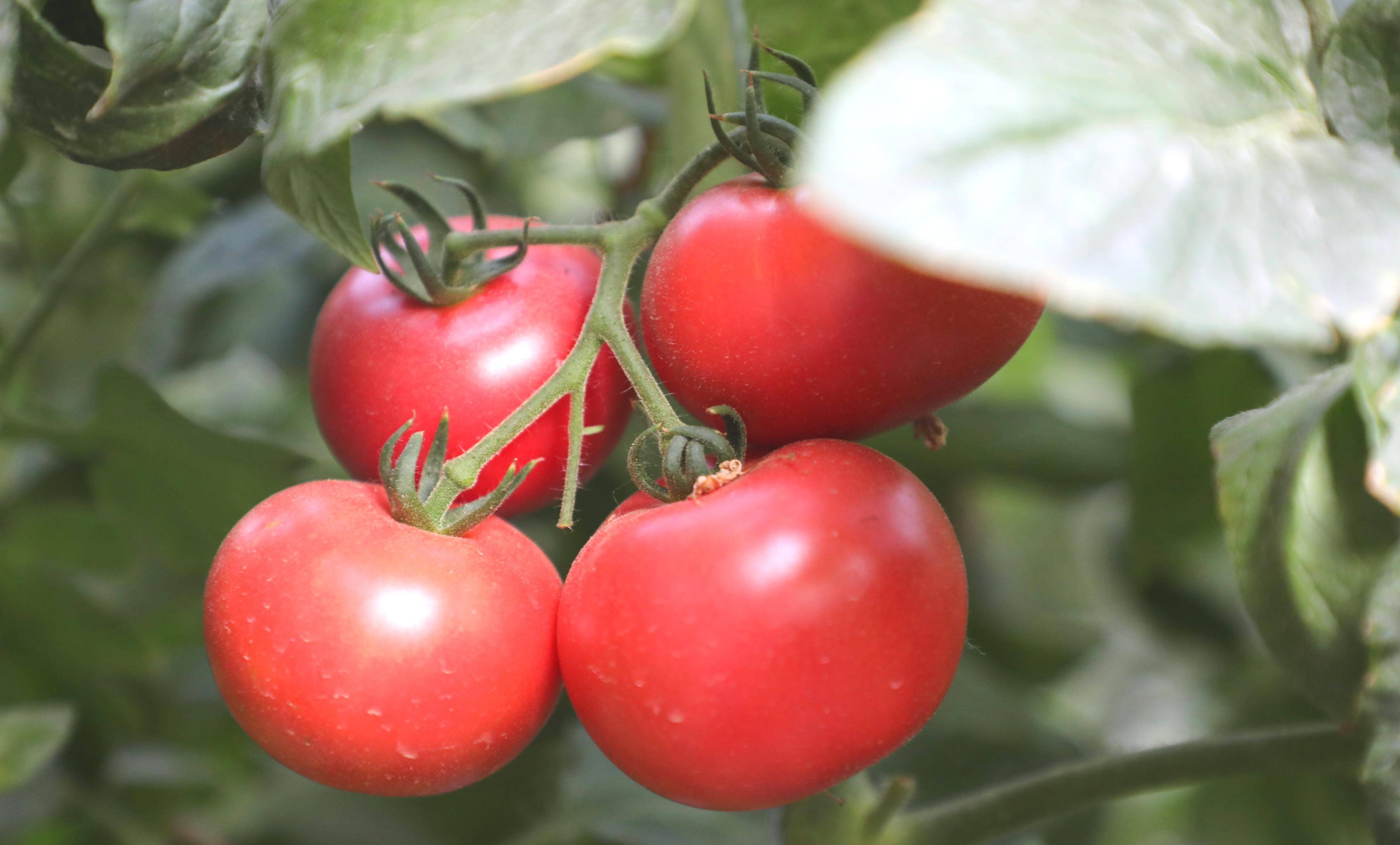 潍坊昌邑市：设施农业拓宽农民致富路