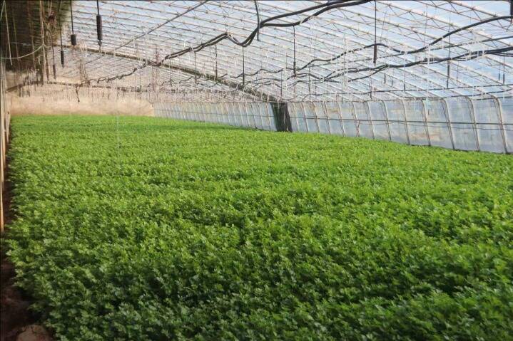 泰安发布今年春季茶园管理技术指导意见