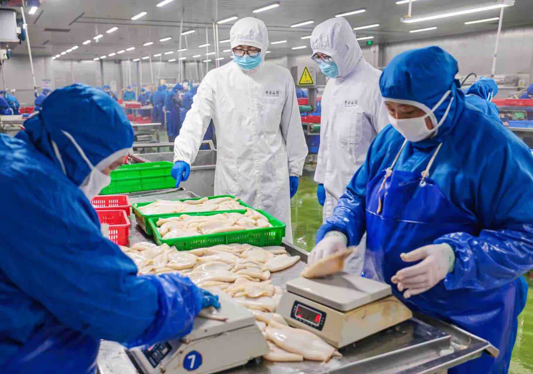 全国鱿鱼“加工中心”：荣成鱿鱼出口增长超2成