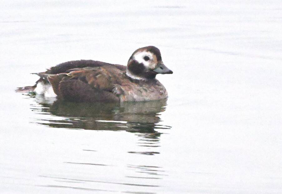 编号TB-377 珍稀鸟类长尾鸭做客天平湖