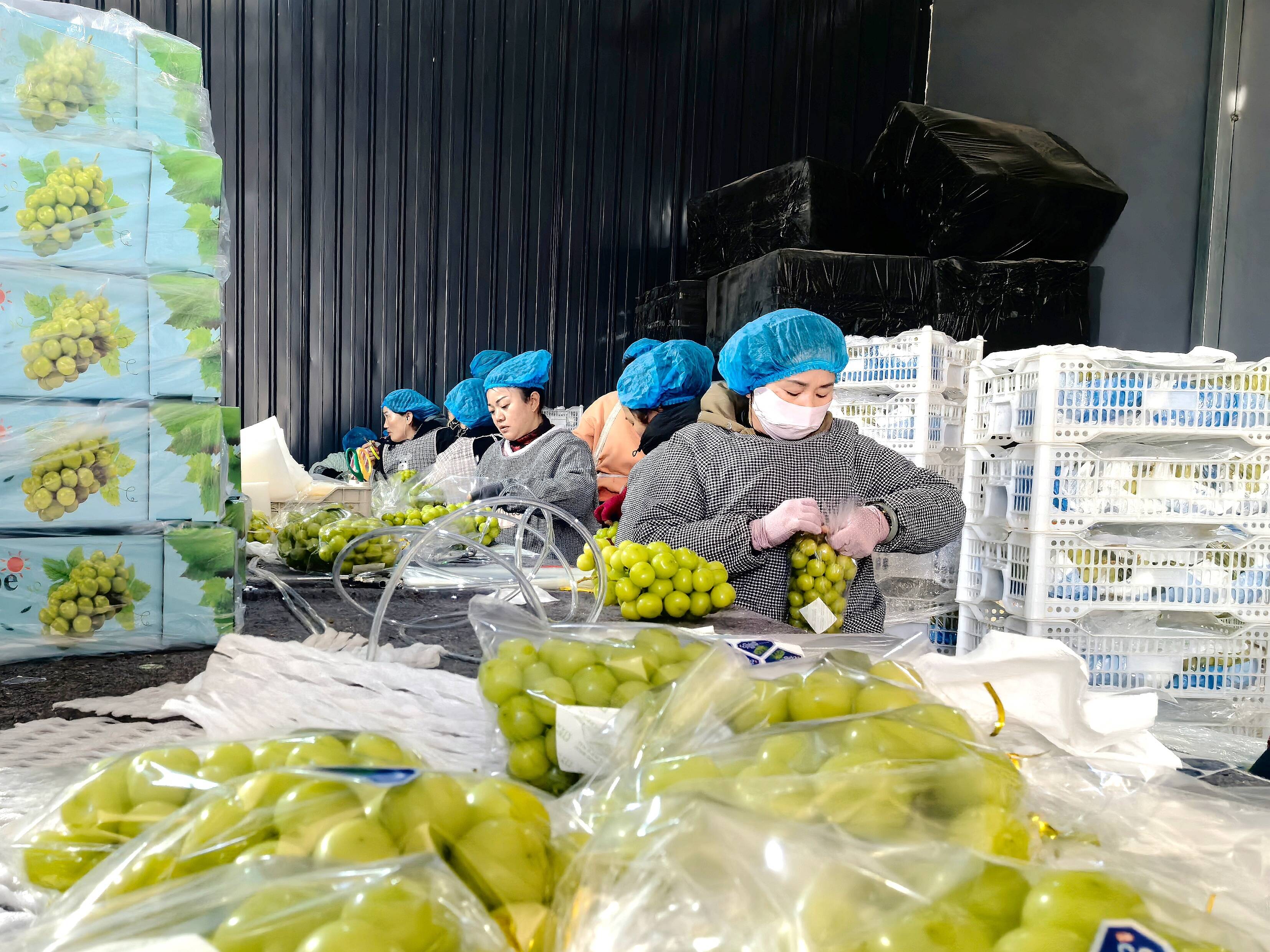 潍坊昌邑：科技赋能 “花样经济”美丽绽放