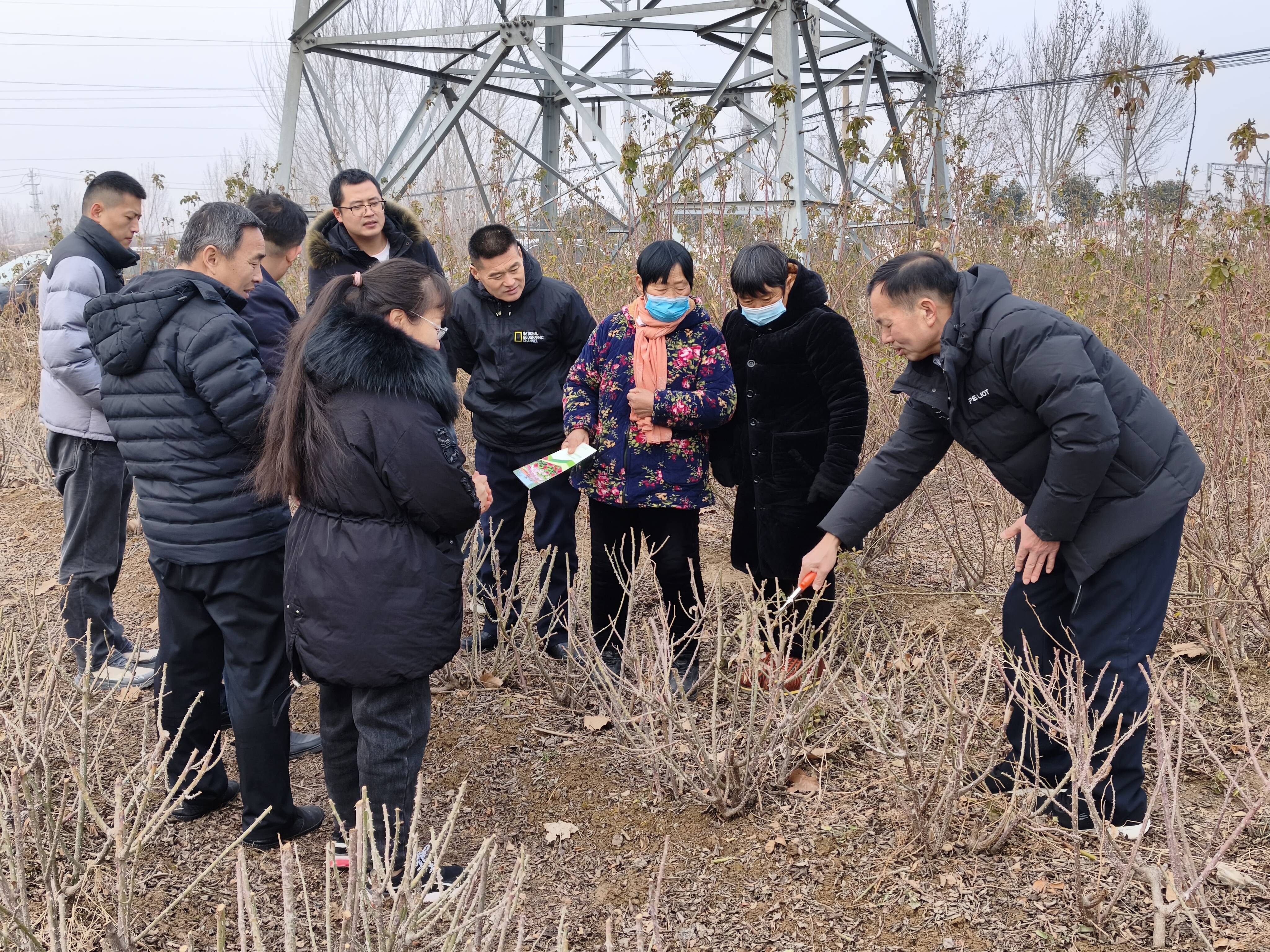 菏泽：林业专家现场传技 助力定陶玫瑰提质增效