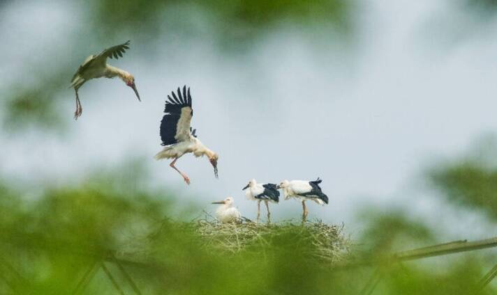 “小鸟的朋友”系列IP丨我是鹳鹳，我为黄河口代言