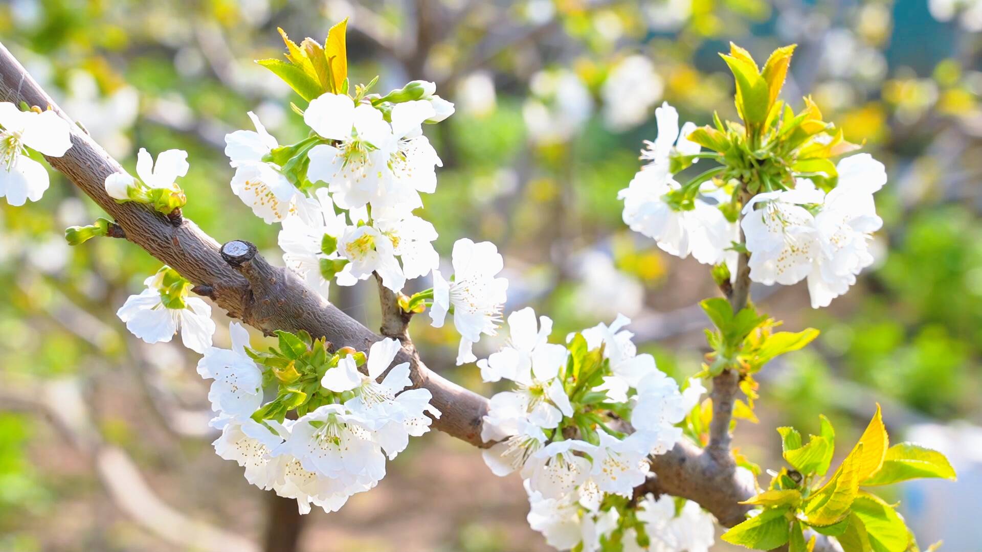 冠县：樱桃棚里藏春光